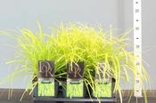 Carex osh. 'Everillo' image