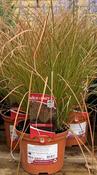 Carex test. 'Prairie Fire' image