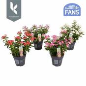 Catharanthus Soiree® mix P10.5 image
