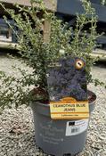 CEANOTHUS BLUE JEANS image
