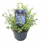 Ceanothus imp. 'Victoria' 5 Ltr pot image