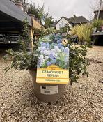 CEANOTHUS T. REPENS image