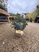 CEANOTHUS VICTORIA (RP) image