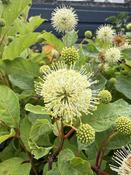 Cephalanthus occ. 'Fiber Optics' C3.5 image