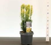 Cephalotaxus h. 'Korean Gold' 30-40 CM C3
