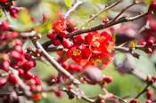 CHAENOMELES MANGO STORM