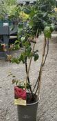CHAENOMELES S. FALCONNET CHARLET image