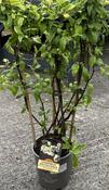 CHAENOMELES SUPERBA NIVALIS