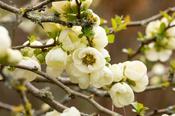 CHAENOMELES SUPERBA NIVALIS