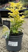 Choisya ternata 'Sundance'(Brica)