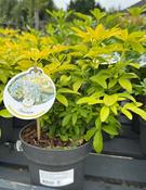 Choisya ternata 'Sundance'(Brica) 25-30 CM
