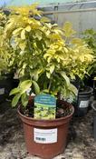 CHOISYA ternata Sundance (Lich)