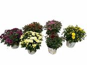 Chrysanthemum(Garden Mum) mix image