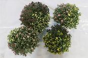 Chrysanthemum (GM) 'Rock 'n Roll' P19 (45 cm) image