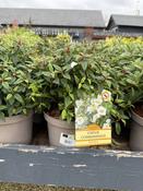CISTUS CORBARIENSIS