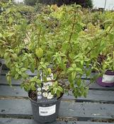 CISTUS x corbariensis