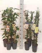 Clematis evergreen mix 2 Ltr single cane