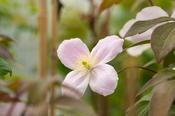 Clematis montana ''Fenne''