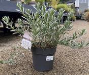 Convolvulus cneorum / 5 Ltr pot