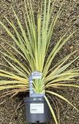 CORDYLINE australis Lime Passion image