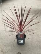 CORDYLINE Charlie Boy image