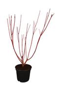 CORNUS IN VARIETIES