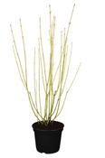 CORNUS S. FLAVARIMEA