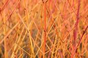 CORNUS S. MIDWINTER FIRE