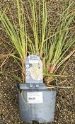 CORTADERIA sell. Pumila image