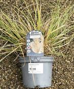 CORTADERIA Tiny Pampa image