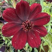 Cosmos 'Chocamocha' image