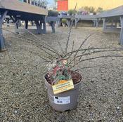COTONEASTER HORIZONTALIS (RP) image
