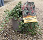 COTONEASTER QUEEN OF CARPETS image