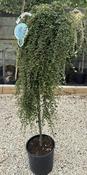COTONEASTER WINTER JEWEL T.G. image