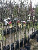 CRATAEGUS PAULS SCARLET image