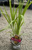 CROCOSMIA George davidson