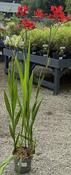 CROCOSMIA LUCIFER image