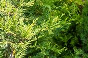 Cupressocyparis l. 'Castlewellan' image