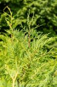 Cupressocyparis leylandii