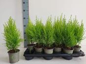 Cupressus m. (Goldcrest) 'Wilma' image