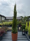 CUPRESSUS SEMPERVIRENS TOTEM