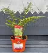 Cyathea australis image