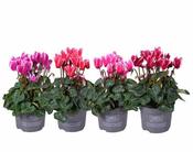 Cyclamen 'Fantasia'® mix P10.5 image