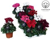 Cyclamen (garden) mix P10.5 image