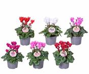Cyclamen patio mix image