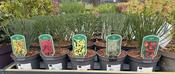 CYTISUS IN VARIETIES (NL) image
