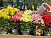 DAHLIA IN VARIETIES image