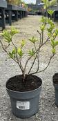 Daphne gemmata 'Royal Crown' image