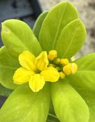 Daphne mix