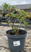 Daphne tangutica image